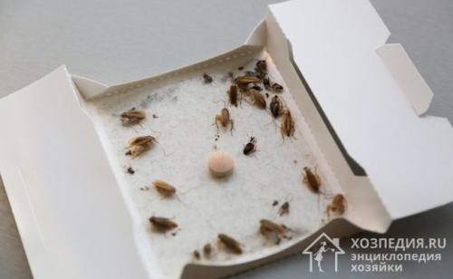 Помогите избавиться от тараканов. Специальная химия и другие средства борьбы