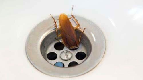 Тараканы дома, как избавиться. Условия для размножения тараканов