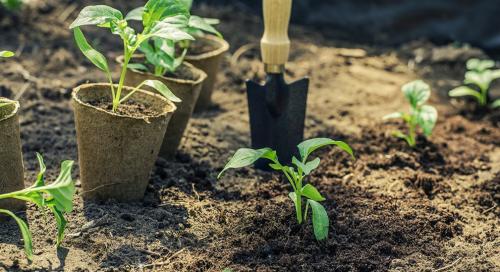 Как выбрать наилучший период для посадки растений в зависимости от климата Как выбрать наилучший период для посадки растений в зависимости от климата