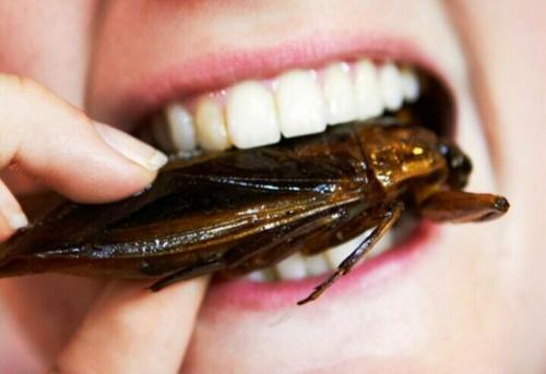 Как избавиться от тараканов раз и навсегда. Кто такие прусаки 06 Как избавиться от тараканов раз и навсегда. Кто такие прусаки 06