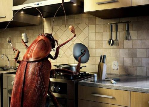 Как избавиться от тараканов в квартире навсегда народными средствами. Как избавиться от тараканов быстро, просто, навсегда