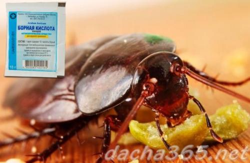Борная кислота от тараканов. Общая характеристика и принцип действия на насекомых