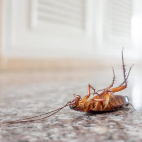 Как избавиться от тараканов в квартире и частном доме. Как самостоятельно избавиться от тараканов раз и навсегда