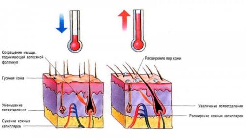 Чем полезны ледяные обертывания. Холодное обертывание 02 Чем полезны ледяные обертывания. Холодное обертывание 02