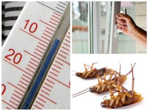 Как избавиться от стасиков в квартире. Народные методы избавления от тараканов