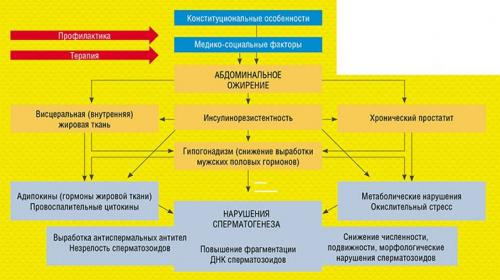 Диагностика бесплодия у мужчин и женщин по короткой программе. Мужской фактор 05
