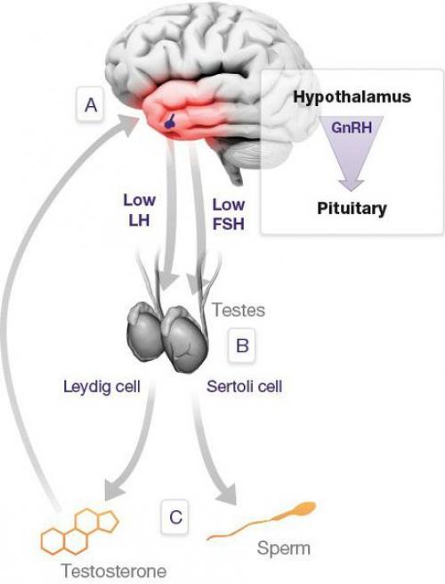 Признаки и симптомы гормонального сбоя у женщин. Признаки гормонального сбоя. 02