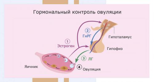 Признаки и симптомы гормонального сбоя у женщин. Признаки гормонального сбоя. 01