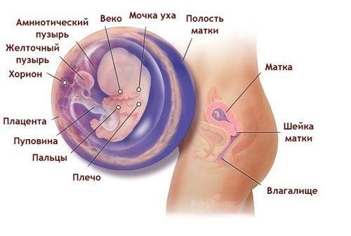 Определить беременность на ощупь живота. Какой на ощупь живот при беременности?
