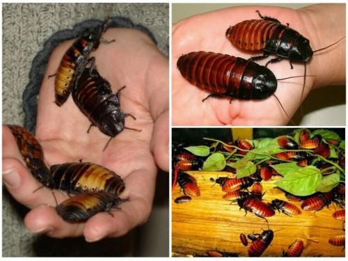 Чем занять ребёнка дома. 50 способов, как организовать досуг с детьми дома 10 Чем занять ребёнка дома. 50 способов, как организовать досуг с детьми дома 10