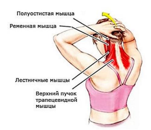 Массаж головы и шеи. Польза и отличие спа-массажа головы от обычного 09 Массаж головы и шеи. Польза и отличие спа-массажа головы от обычного 09