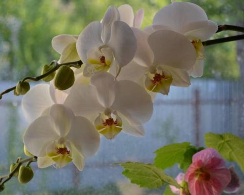 Чем удивить учителей на День учителя. День учителя 2022: лучшие идеи оригинальных подарков