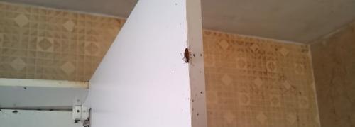 Быстро и эффективно: вывод тараканов за один день 03