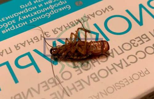 Без тараканов: практические советы для чистого дома 01