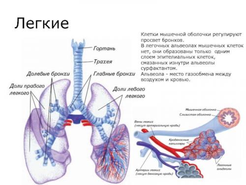 Что такое реабилитация после коронавируса и пневмонии. Изменения в легких при коронавирусе