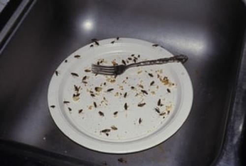 Устранение тараканов: проверенные методы для частного дома 02