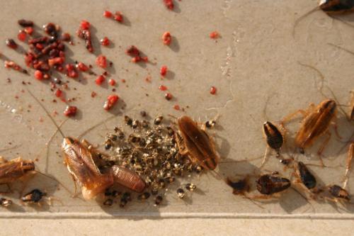 Как выбрать профессионального дезинсектора. Прощай, усатый сосед! Как проходит дезинсекция от тараканов?