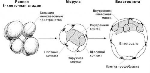 1 эмбриональная неделя беременности. Развитие эмбриона и плода с первых минут оплодотворения и беременности — неделя 1