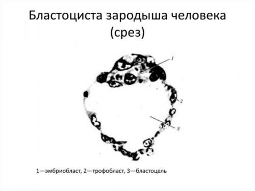 1 эмбриональная неделя беременности. Развитие эмбриона и плода с первых минут оплодотворения и беременности — неделя 1