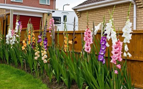 Цветы на 1 сентября гладиолусы. Гладиолусы. Как вырастить букет к 1 сентября