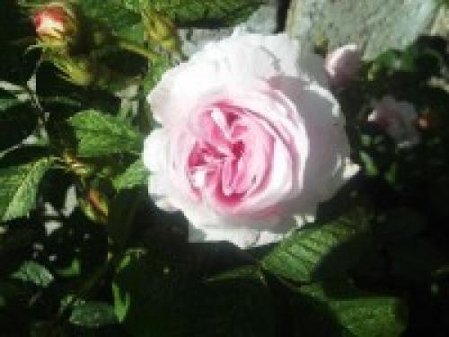 Первый день в детском саду. Организация работы с детьми в первые дни пребывания в детском саду 01