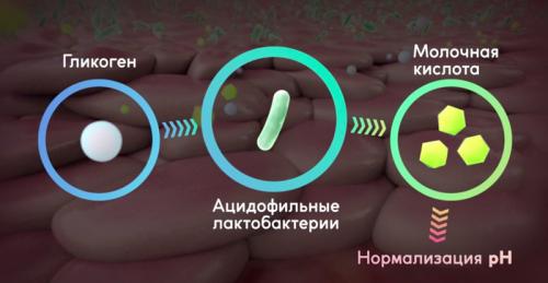 Восстановление организма после приёма антибиотиков. Виды пробиотиков 02