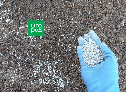 H2. Созревание и уборка урожая