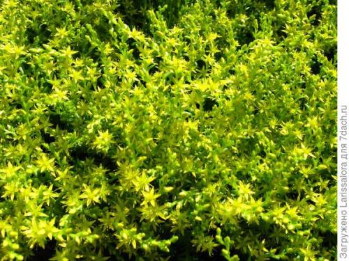 Что такое почвопокровные растения Что такое почвопокровные растения